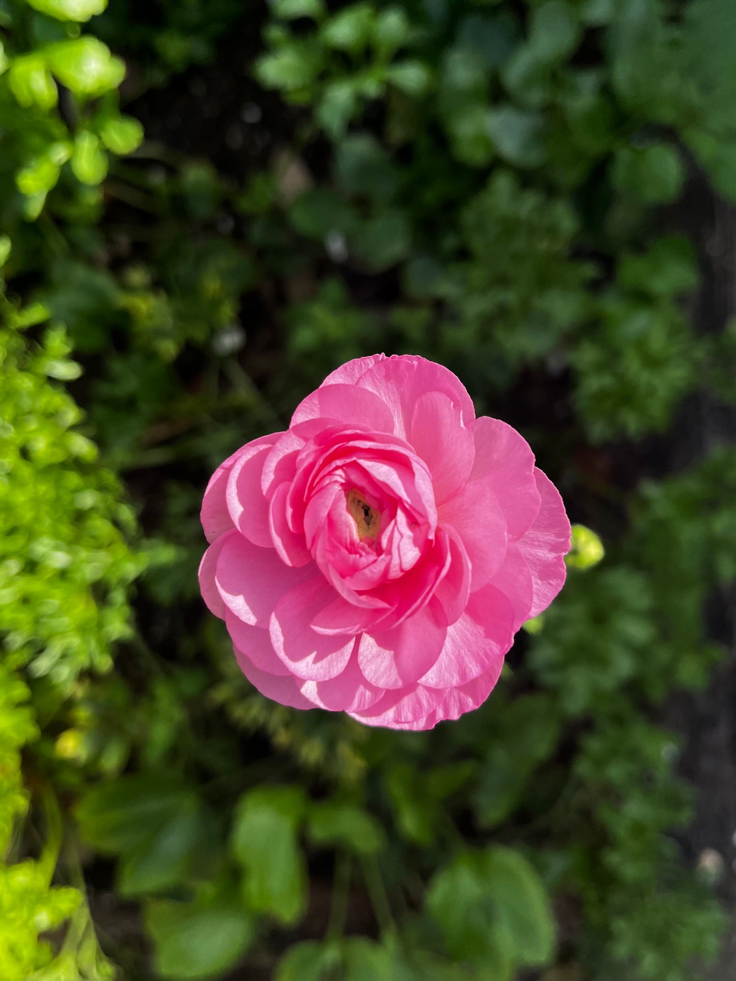 Ranunculus Bunch