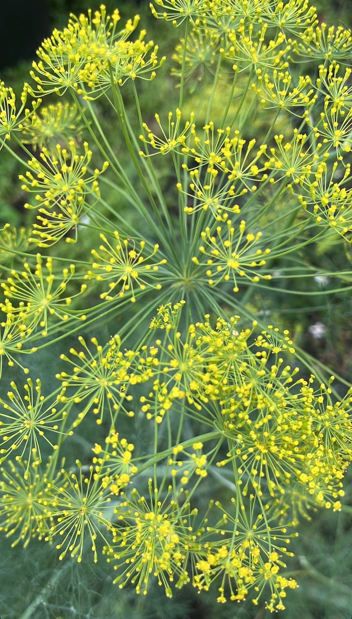 Dill Seeds