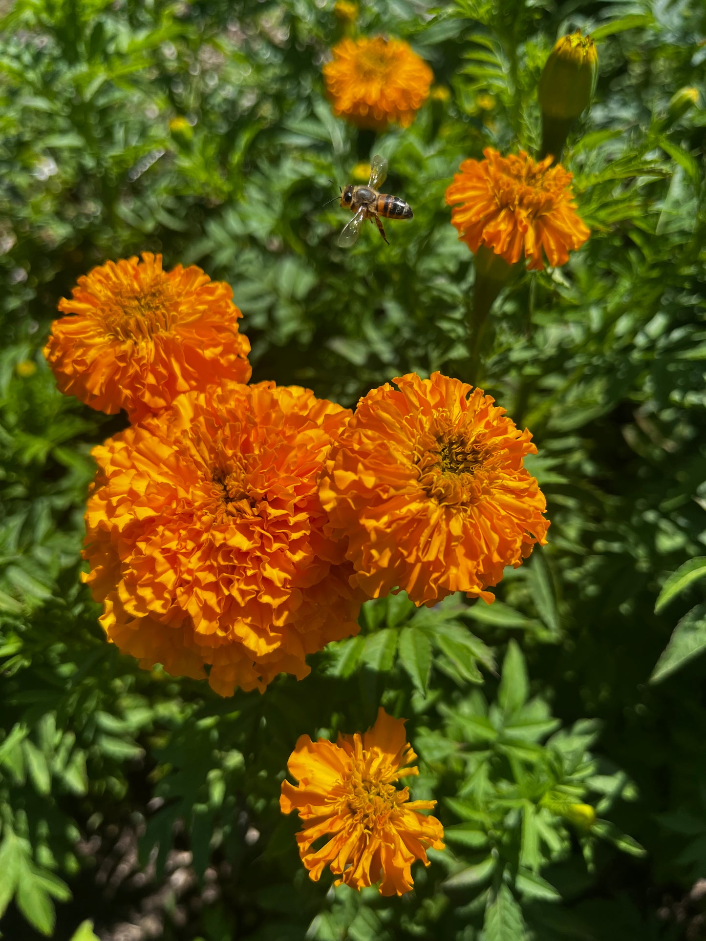Marigold Bunch