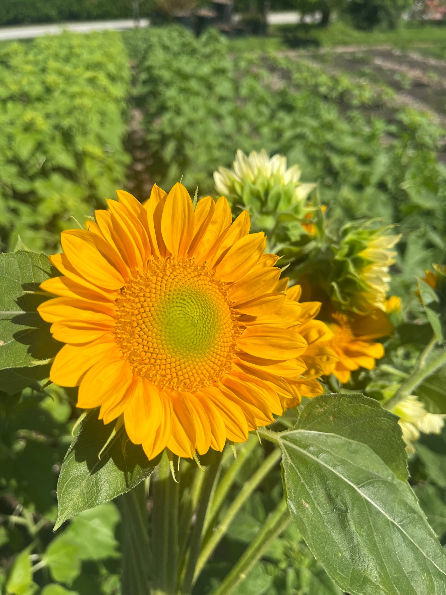 Sunflower Bunch