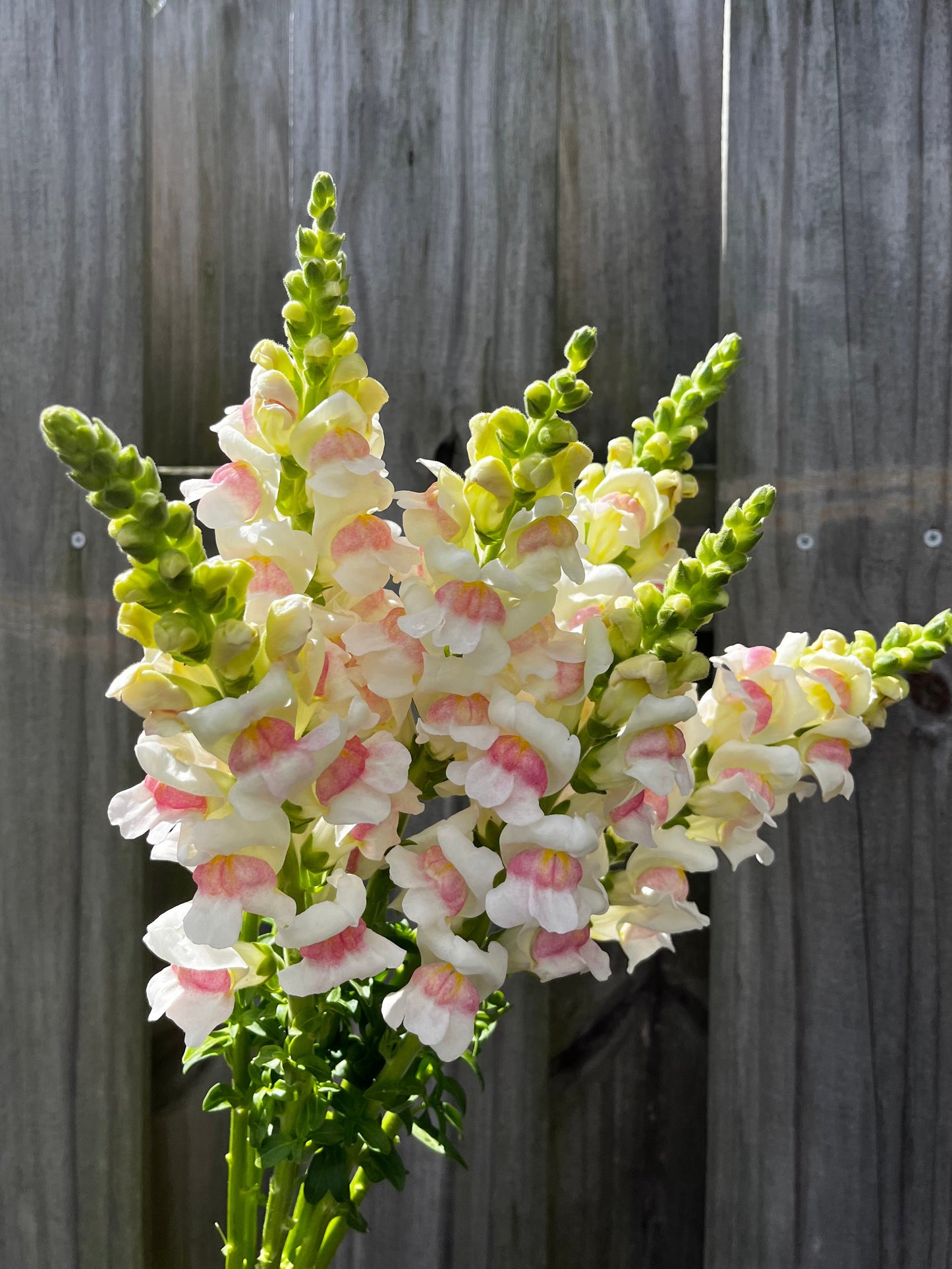Snapdragon Bunch