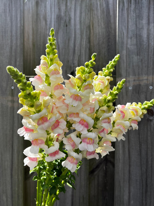 Snapdragon Bunch