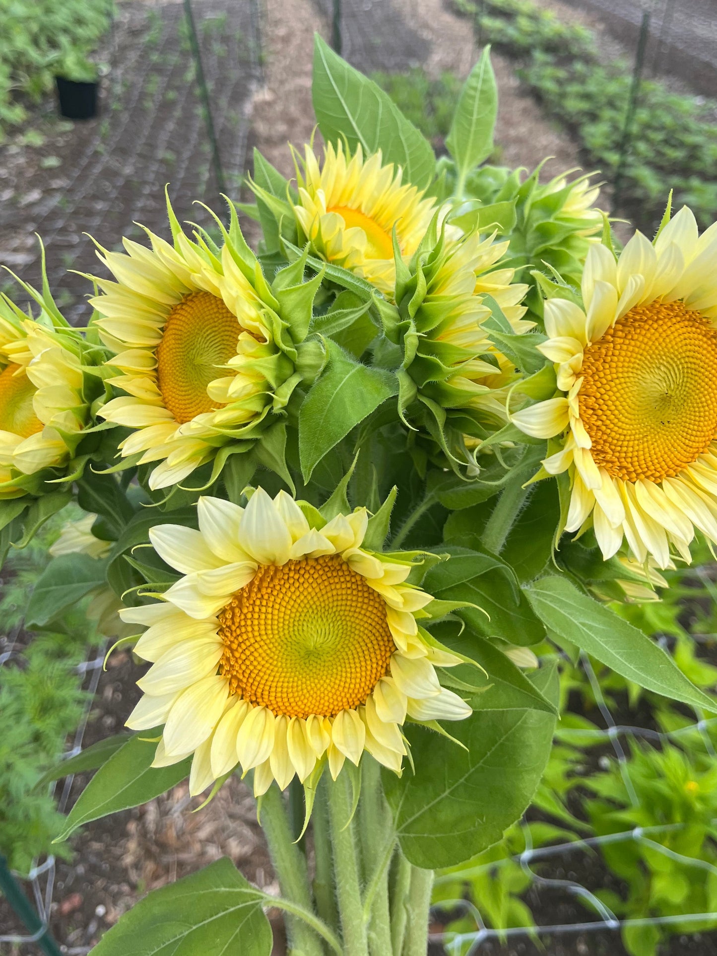 Sunflower Bunch