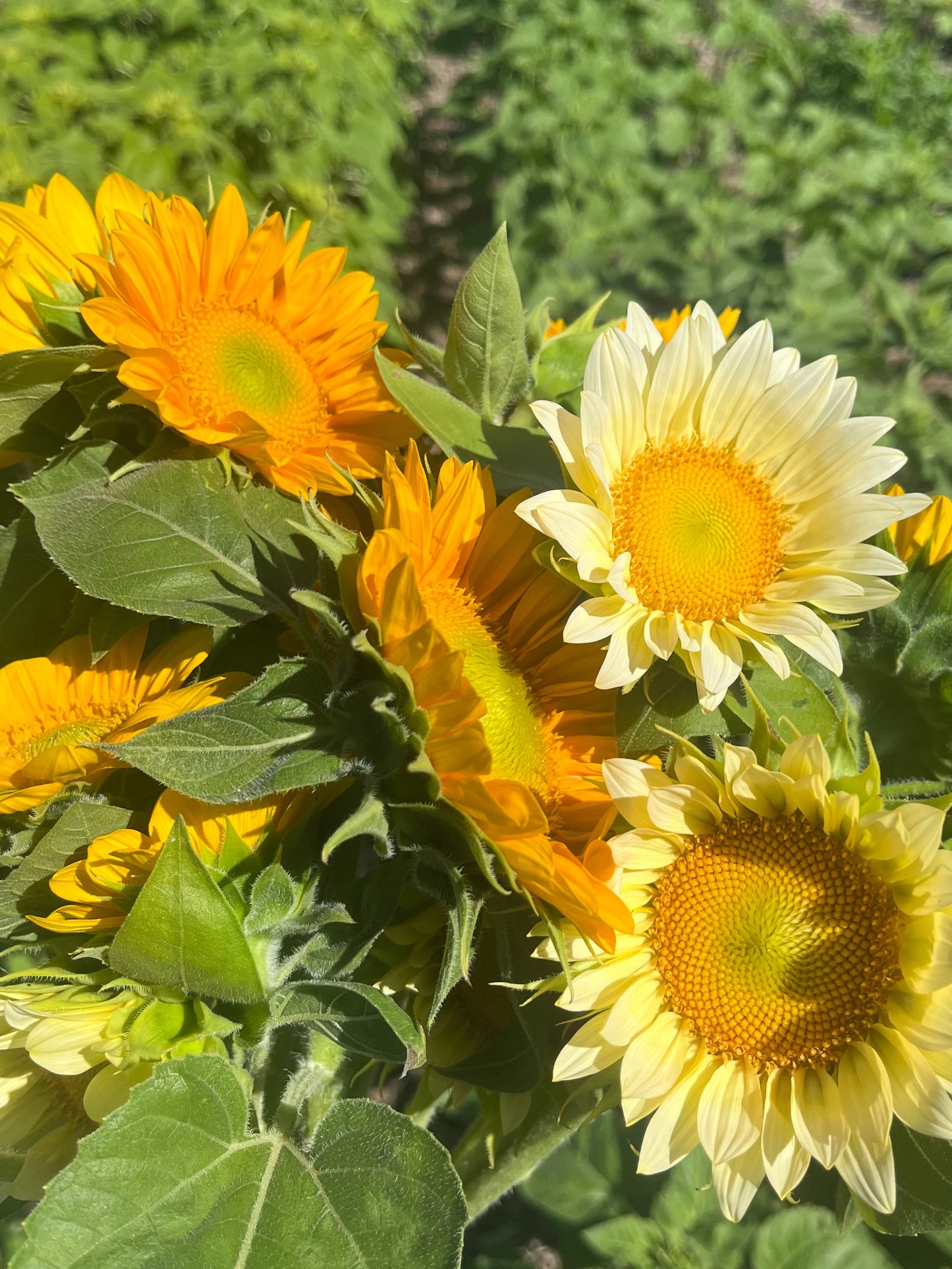 Sunflower Bunch