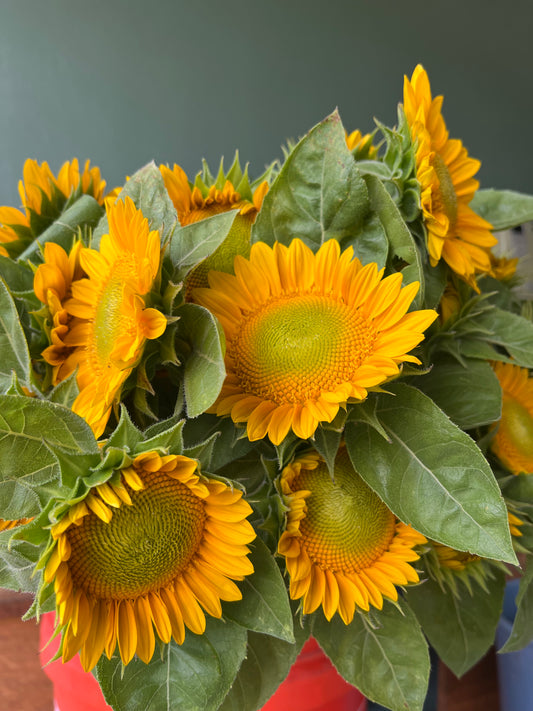 Sunflower Bunch