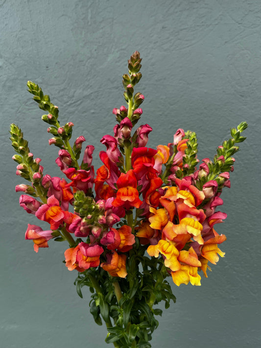 Snapdragon Bunch