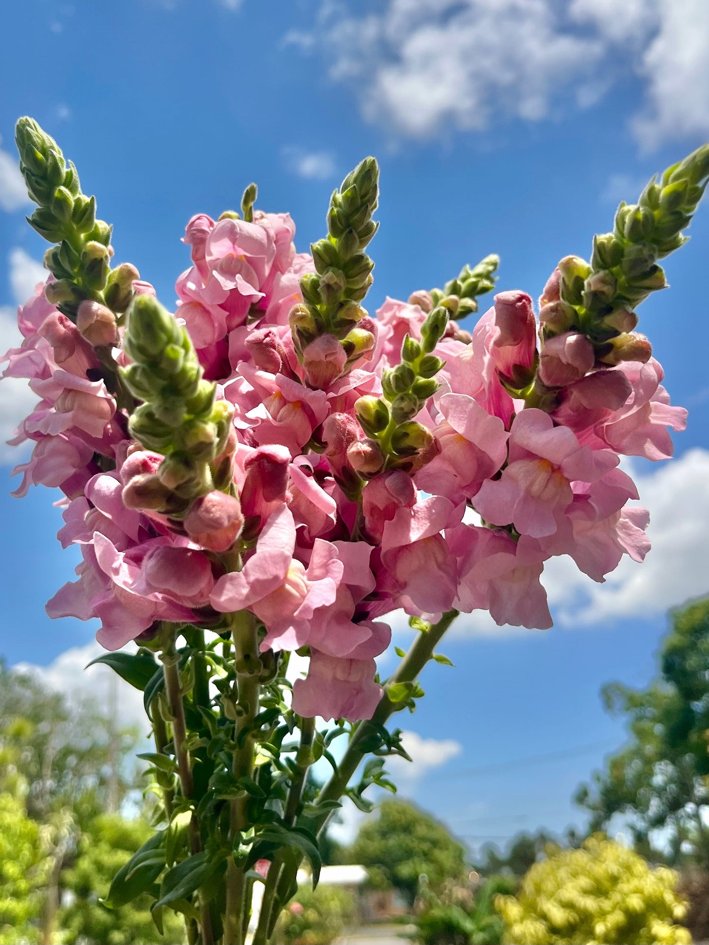 Snapdragon Bunch