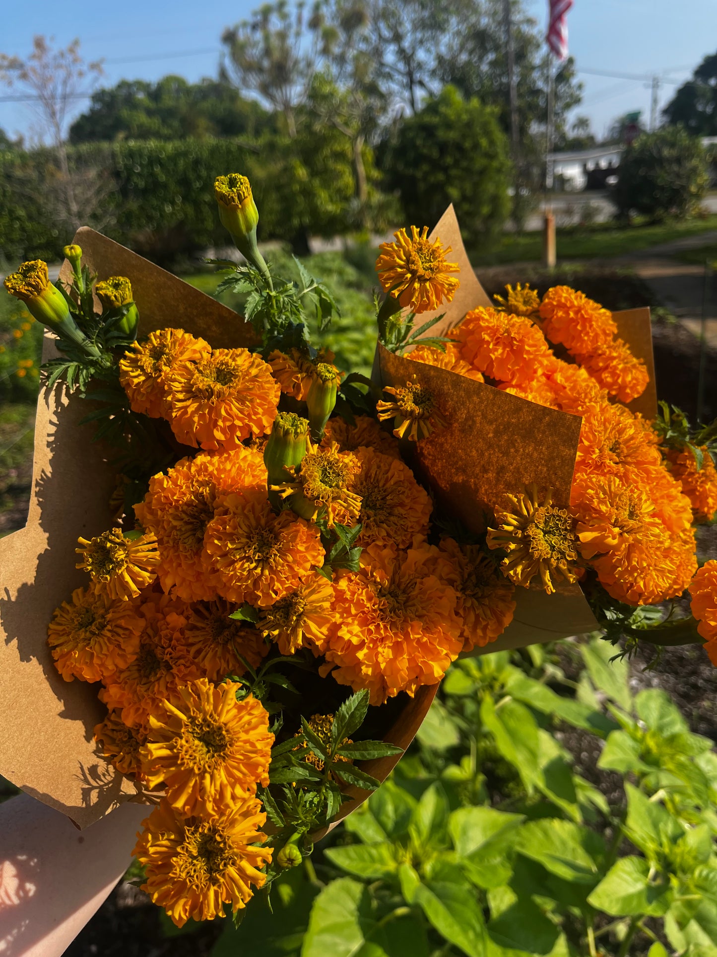 Marigold Bunch