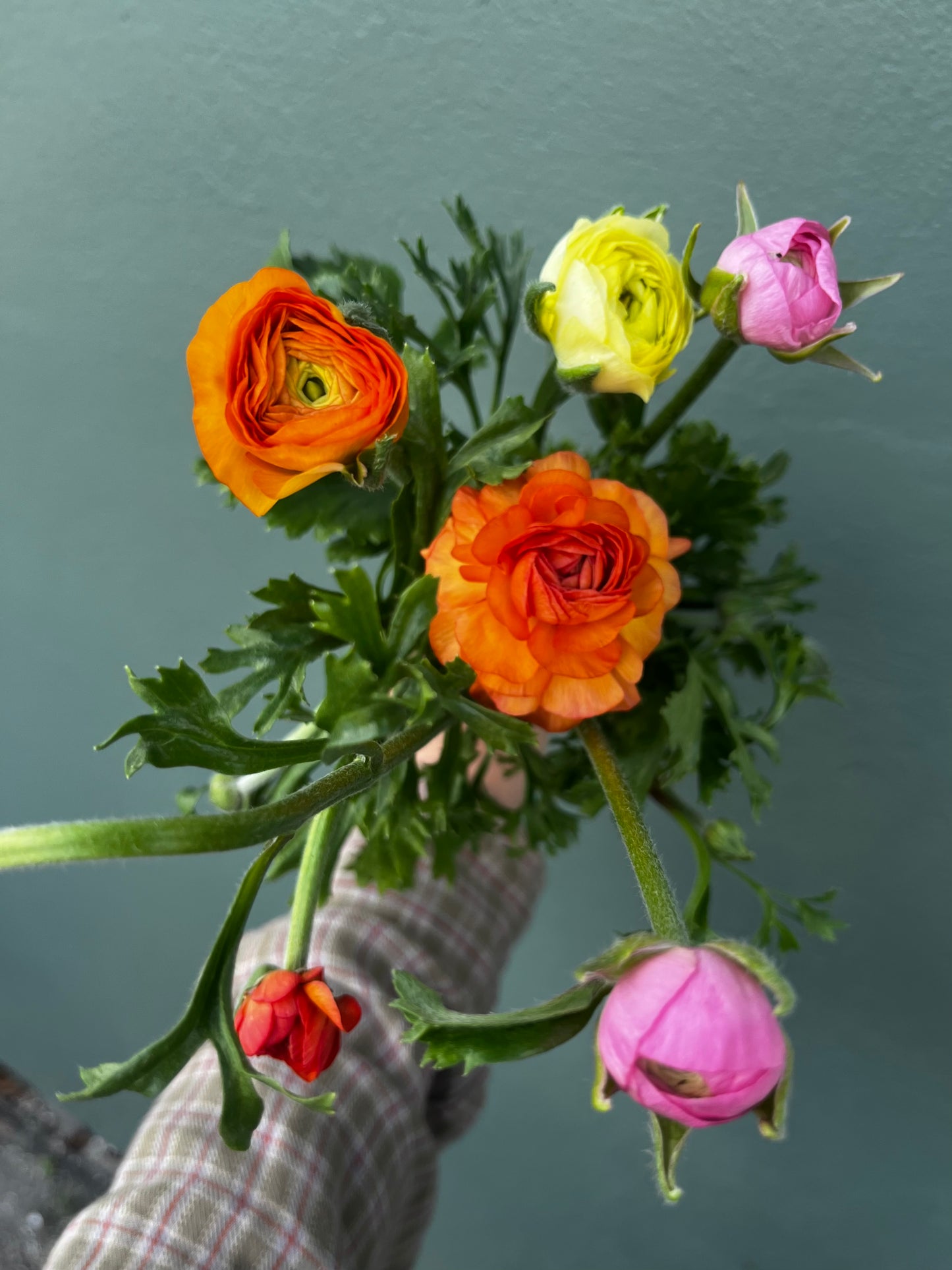 Ranunculus Bunch