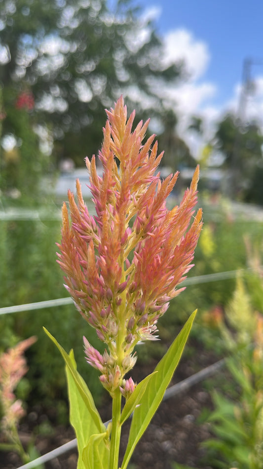 Shimmer Celosia Seeds