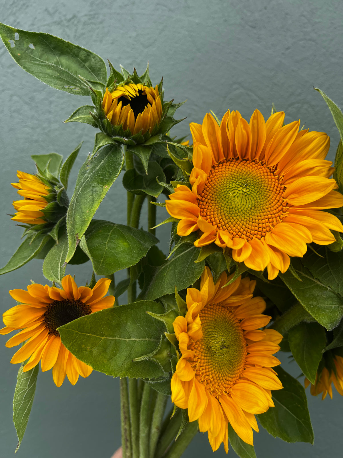 Sunflower Bunch