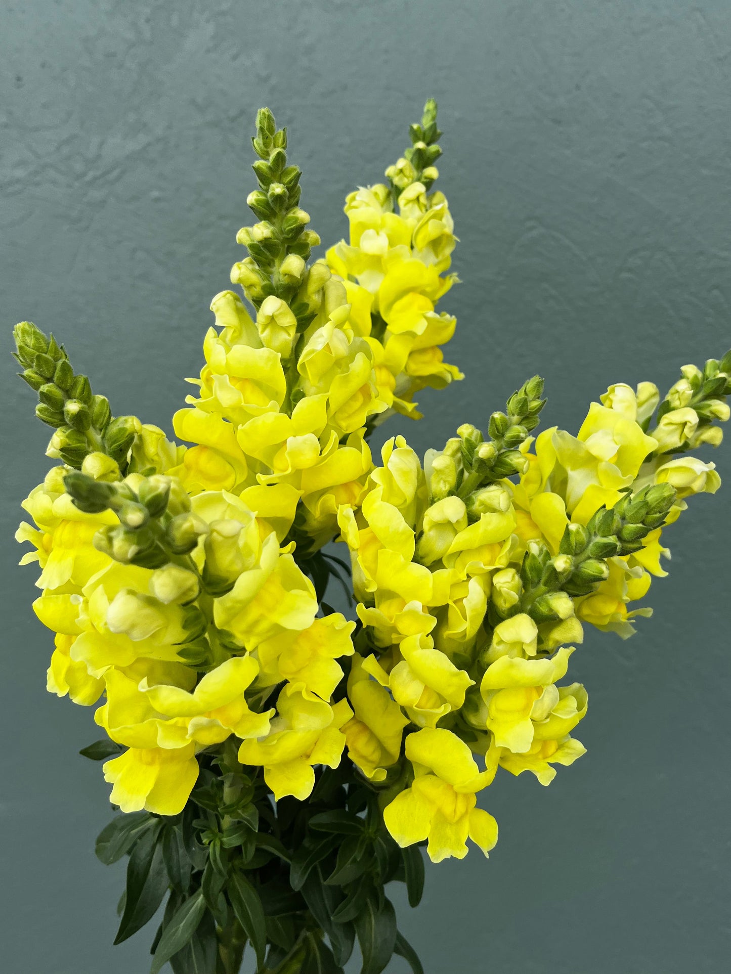 Snapdragon Bunch