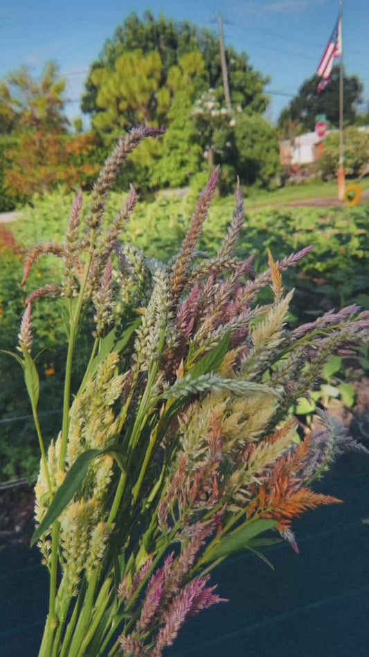 Shimmer Celosia Seeds